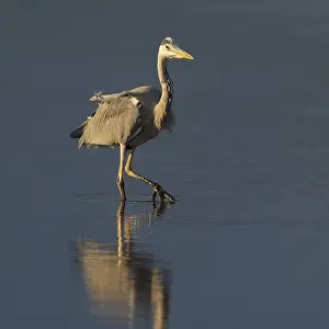 Grey heron (Ardea cinerea) foraging in the shallow water zone of a lake