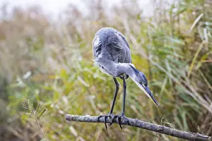 Grey heron (Ardea cinerea) Germany