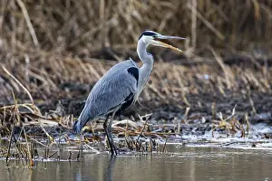 Grey heron (Ardea cinerea) Germany