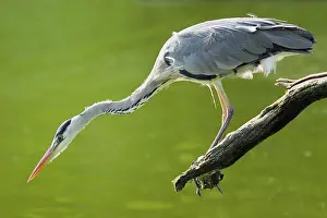 Grey heron (Ardea cinerea), Germany, Europe