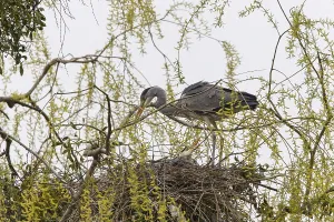 Grey Heron (Ardea cinerea), Gottingen