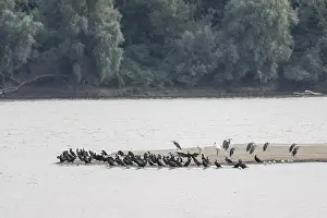 Grey heron (Ardea cinerea) and great cormorant (Phalacrocorax carbo) on a sandbank in the Danube