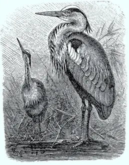 Grey Heron (Ardea cinerea), grey heron
