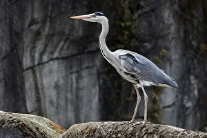Grey heron (Ardea cinerea), also grey heron