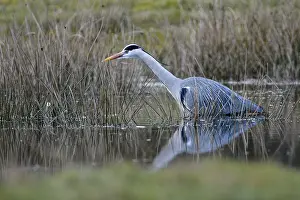 Grey heron (Ardea cinerea), hunting