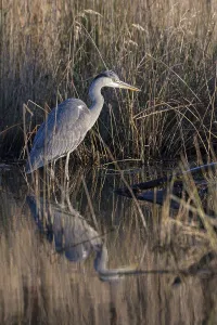 Grey heron (Ardea cinerea), hunting in the reeds