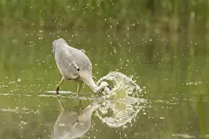 Grey Heron (Ardea cinerea) hunting, Serbia, Europe