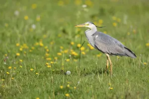 Grey heron (Ardea cinerea), Lake Duemmer