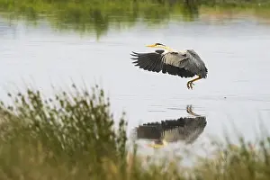 Grey heron (Ardea cinerea), landing approach over water surface