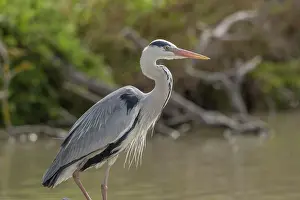 Grey heron (Ardea cinerea) lingering in the marsh