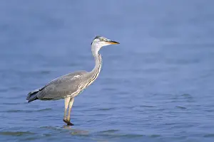 Grey Heron (Ardea cinerea), the maximum recorded lifespan in the wild is 23 years (Grey Heron juvenile photo)