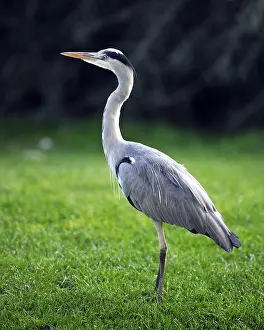 Grey Heron (Ardea cinerea) in a meadow