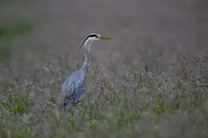 Grey heron (Ardea cinerea) in a meadow)