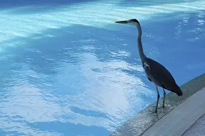 Grey heron (Ardea cinerea), Full Moon Resort