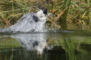 A grey heron (Ardea cinerea) moves in the water