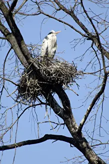 Grey heron (Ardea cinerea) at nest