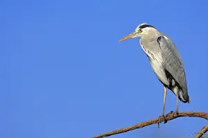 Grey Heron (Ardea cinerea), North Rhine-Westphalia