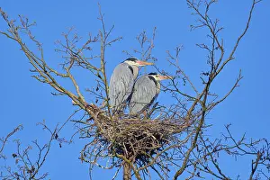Grey Heron (Ardea cinerea), pair on nest