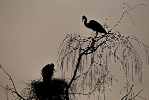 Grey heron (Ardea cinerea) pair in their nest at dawn