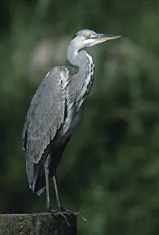 Grey Heron (Ardea cinerea), perched