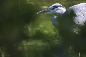 Grey heron (Ardea cinerea) photographed through bushes