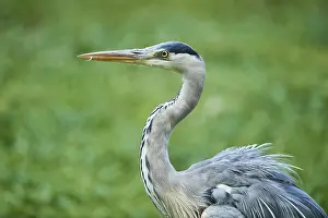 Grey heron (Ardea cinerea), portrait
