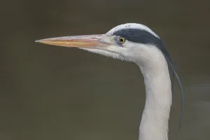 Grey heron (Ardea cinerea) portrait