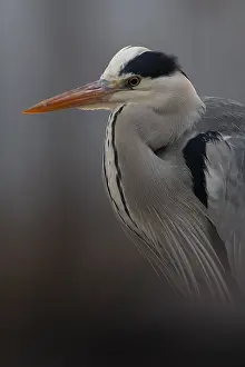 Grey Heron (Ardea cinerea), Pusztaszer