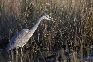 Grey heron (Ardea cinerea), in the reedbed