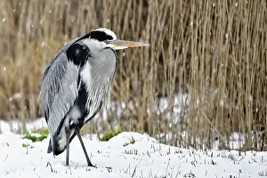Grey Heron (Ardea cinerea) in reedbed in the snow in winter