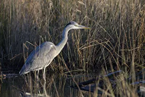Grey heron (Ardea cinerea), in the reeds
