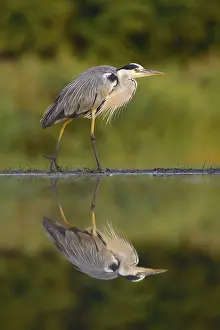 Grey Heron (Ardea cinerea), with reflection