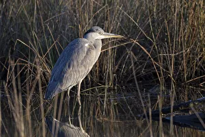 Grey heron (Ardea cinerea), resting