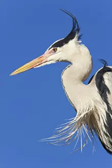 Grey heron (Ardea cinerea) with ruffled feathers