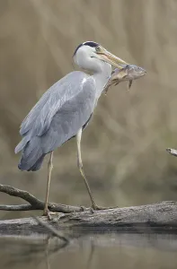 Grey Heron (Ardea cinerea), Saxony