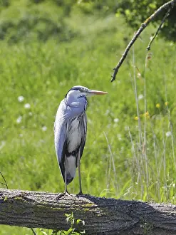 Grey heron (Ardea cinerea) in search of prey
