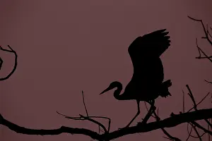 Grey Heron (Ardea cinerea) silhouette on a branch in the evening light