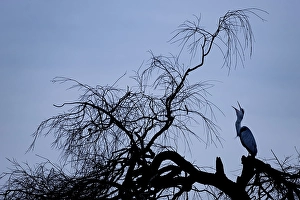 A grey heron (Ardea cinerea) in silhouette in a tree
