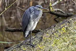 Grey heron (Ardea cinerea) sitting on a tree trunk