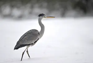 Grey Heron (Ardea cinerea) in the snow