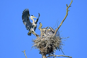 Grey heron (Ardea cinerea) with spread wings landing in nest in tree with chicks, Guxhagen, Hesse, Germany, Europe