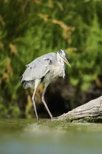 Grey heron (Ardea cinerea) standing at the edge of the water