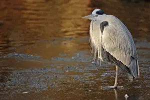 Grey Heron (Ardea cinerea) standing on ice in winter