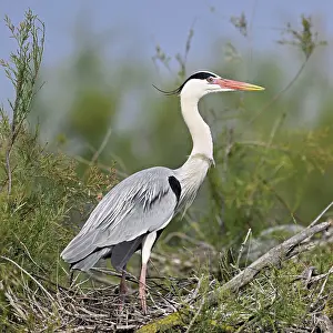 Grey heron (Ardea cinerea), standing on its nest