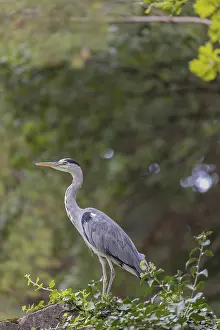 One Grey Heron, Ardea cinerea, standing on a rock