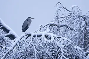 Grey heron (Ardea cinerea) standing on snow-covered branch