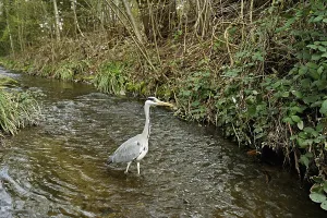 Category Wildlife DE Prints: Grey heron (Ardea cinerea), standing in a stream