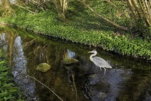 Category Wildlife DE Prints: Grey heron (Ardea cinerea), standing in a stream