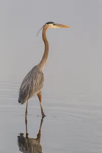 Grey heron (Ardea cinerea) standing in water