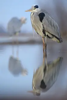 Grey Heron (Ardea cinerea), standing in water with reflection